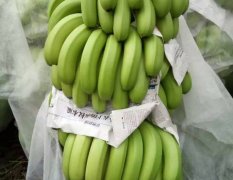 海南儋州海南香蕉货源，欢迎各位老板前来收购