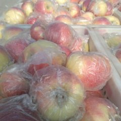 山东冠县嘎啦苹果/美八苹果撞车快