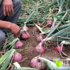 金乡洋葱产销两旺,鸡黍王启发诚信合作