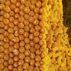 米脂高渠常伟4月玉豫22号玉米