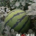睢阳西瓜名优产品娄店张春锋诚信合作