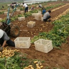 安丘土豆大量上市中，颜色好