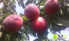 费县蜜桃上货量大薛庄刘学增诚信合作