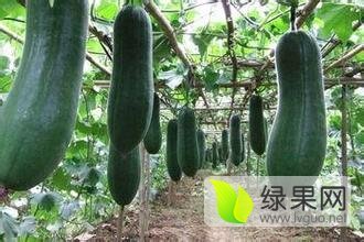 海安李堡缪建6月子弹头黑皮冬瓜