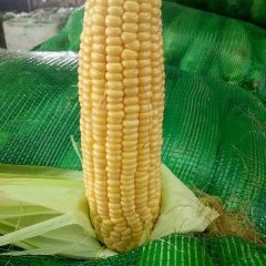 四川花玉米，甜玉米