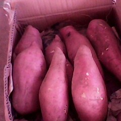 山东泰安岱岳区鲜地瓜刚刚上市