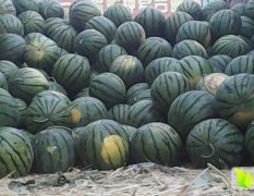 河南睢阳京欣西瓜品质优良
