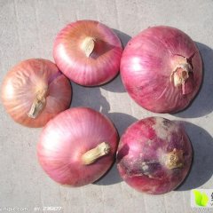 惠民清河美丽5月红皮洋葱