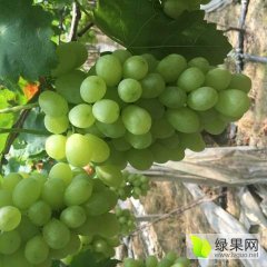 温岭葡萄早买早赚,杨公阮小妞诚信合作