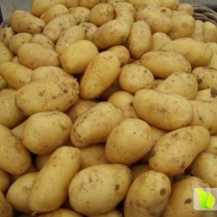 辽宁铁岭荷兰七号土豆