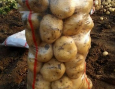 兴城沙后杨刚6月中薯系列土豆