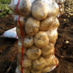 兴城沙后杨刚6月中薯系列土豆