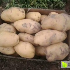 惠民土豆香甜可口,麻店万九香诚信合作