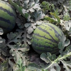 辽宁锦州凌海市西瓜马上大量上市