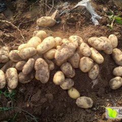 禹城土豆上货量大,国道李华诚信合作