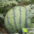 寒亭西瓜质量上乘固堤耿建宁诚信合作