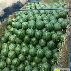 辽宁凌海京欣西瓜上货量大