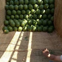 玉田西瓜火爆招商中虹桥王久福诚信合作