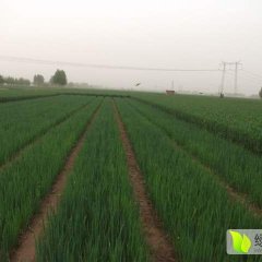 山东章丘章丘大葱产销两旺