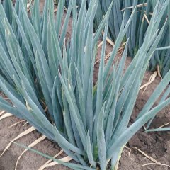 2016平度大葱抓住商机无限