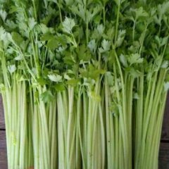 阳谷芹菜著名品种阿城李玉海诚信合作