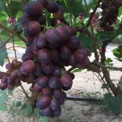 寒亭固堤曹永惠6月巨峰葡萄