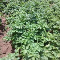 山东平度荷兰十五土豆火爆招商中