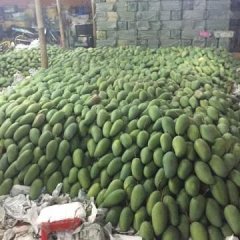2016龙州芒果俏销大江南北