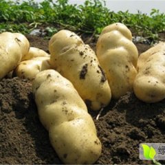 山东安丘荷兰十五土豆产销两旺