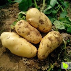 河北新乐荷兰十五土豆营养丰富