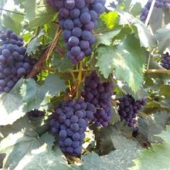 沈阳大量京亚葡萄供应2016