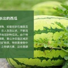 甘肃省会宁靖远旱砂地土西瓜代理代办