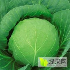 太白太白小王6月中甘21甘蓝