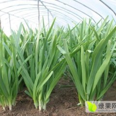 河南柘城平韭6号韭菜价格行情平稳