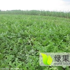 齐齐哈尔嫩江 8月上旬出售京新 西瓜8斤以上