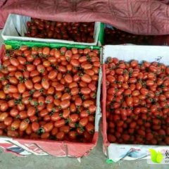 河南千禧圣女果急寻收购商 货多，车少