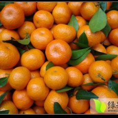 广东本镇有上万亩的砂糖橘，皮薄肉甜