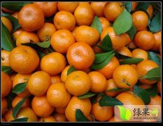 广东本镇有上万亩的砂糖橘，皮薄肉甜