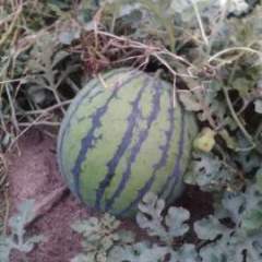 曲阳西瓜火爆招商中崔家李同占诚信合作