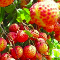 2016阳西荔枝今年价格有看点