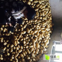 2016莱城土豆俏销大江南北