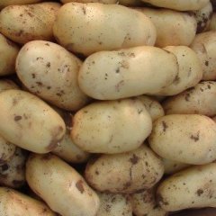 平度土豆著名品种,郭庄杨锡涛诚信合作