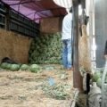 河北霸州京欣西瓜名优产品