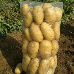 2016抚宁土豆价格波动不大