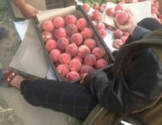 砀山砀城王威5月春雪蜜桃