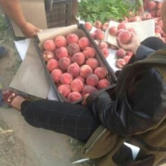 砀山砀城王威5月春雪蜜桃