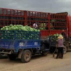 2016靖远甘蓝再不来就没机会了！