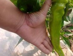 德州禹城市超级黄健，圆角，大牛角青椒