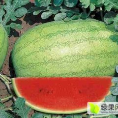 大荔大荔朱增峰6月新红宝西瓜