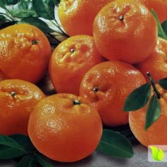 公安柑橘 卷桥柑橘 荆州柑橘